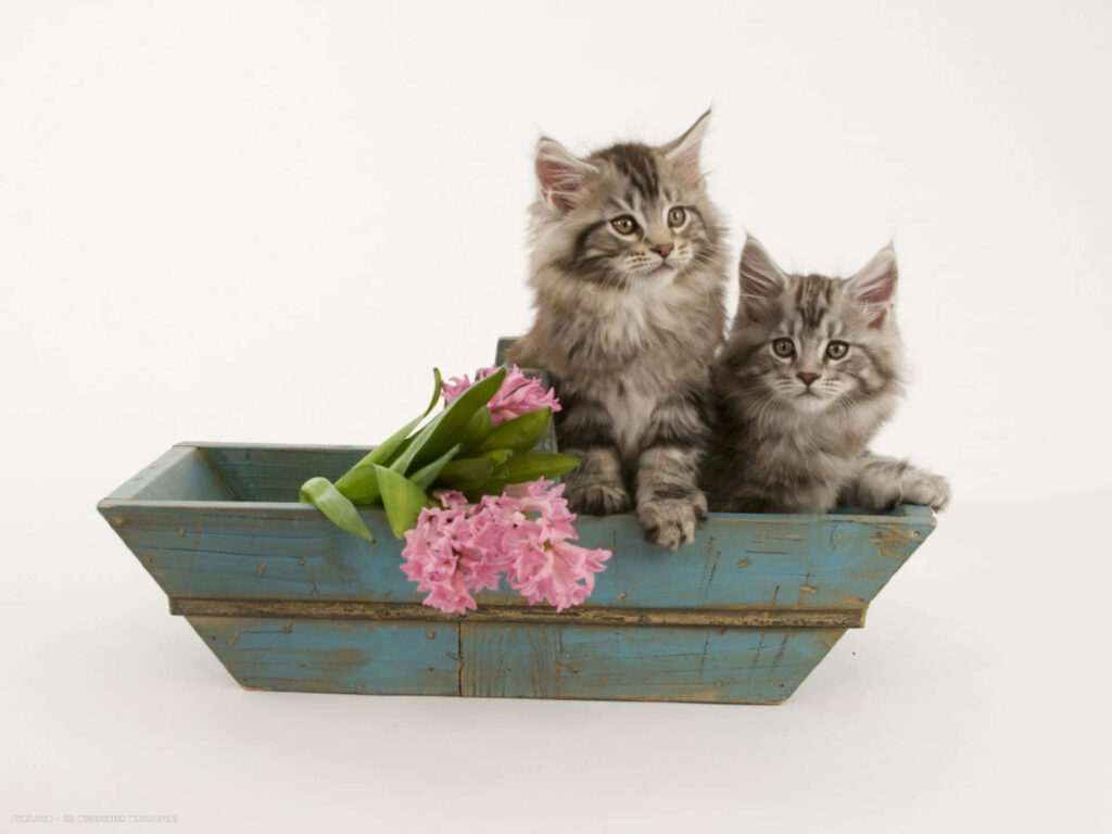 Serene Wallpaper: Fluffy Maine Coon Kittens in Blue Boat with Flowers
