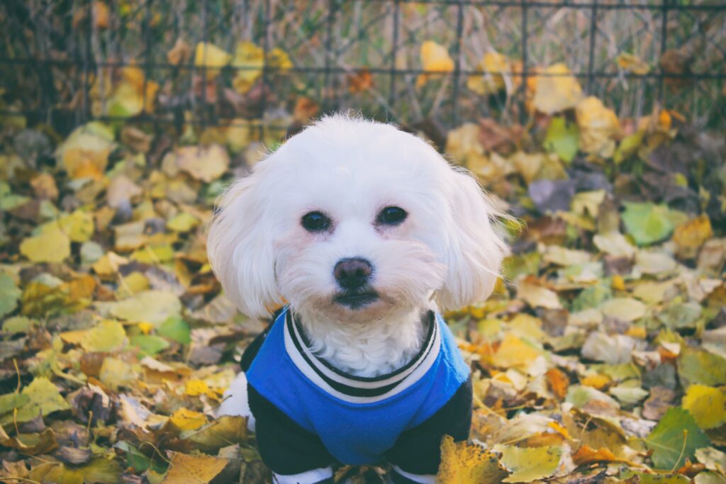 Charming Maltese in Autumn Leaves – Cozy Wallpaper Background