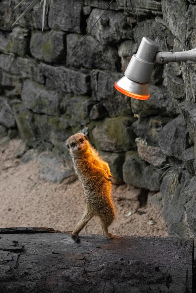 Meerkat Under Lamp: Humorous Scene Against Rocky Background Wallpaper