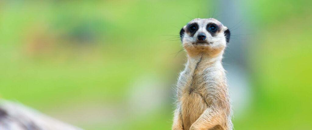 Charming Meerkat Wallpaper: Curious and Attentive Against Green Background