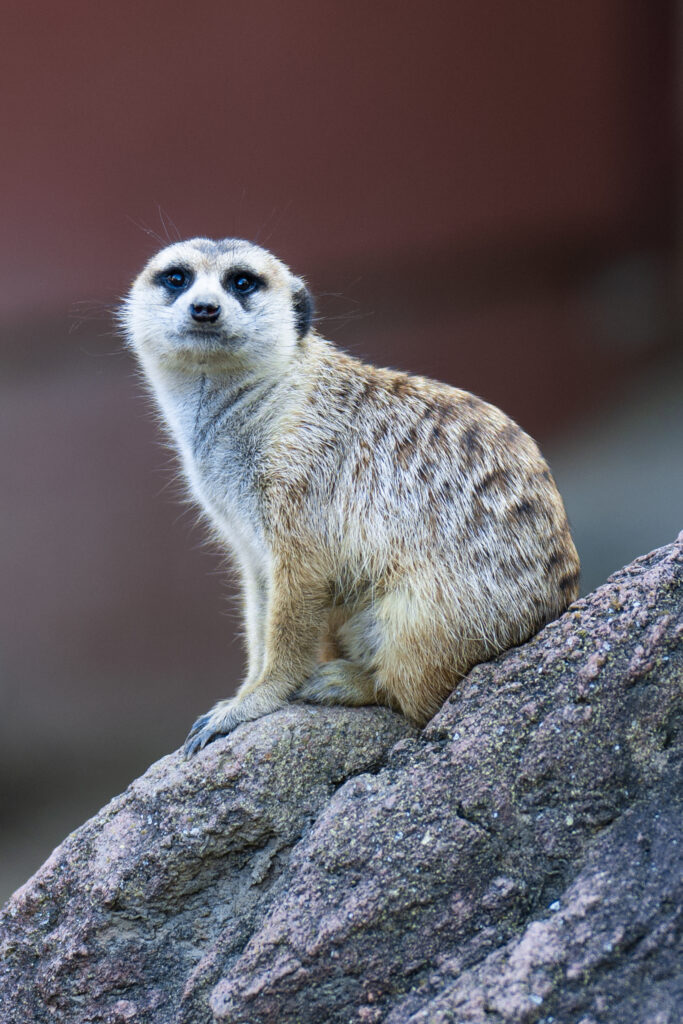 Charming Meerkat Wallpaper: Cute Animal Background for Your Screen