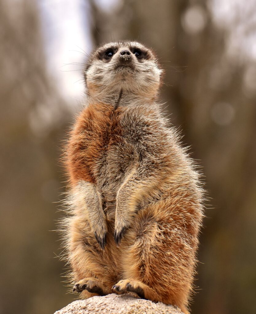Charming Meerkat Wallpaper: Cute & Curious with Blurred Background