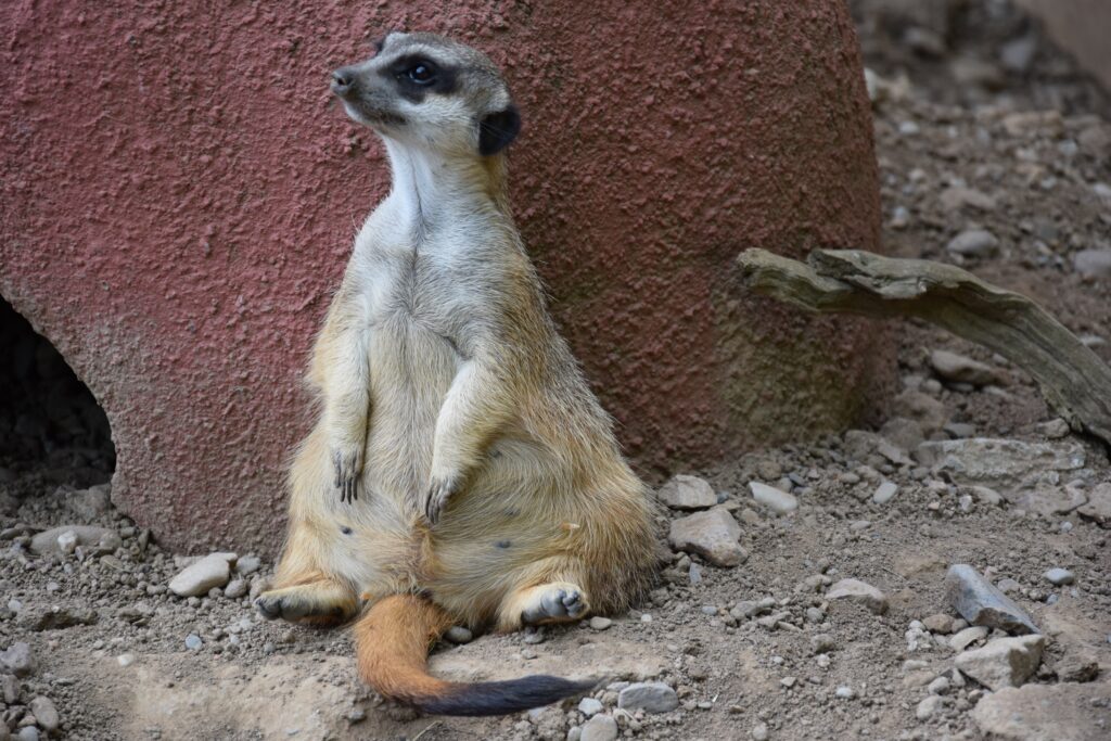 Charming Meerkat Wallpaper: High-Res 6000x4000 Textured Background