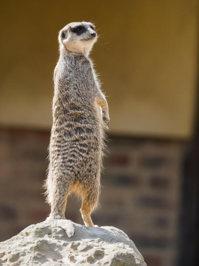 Curious Meerkat Wallpaper: High-Res Charm & Humor on Display