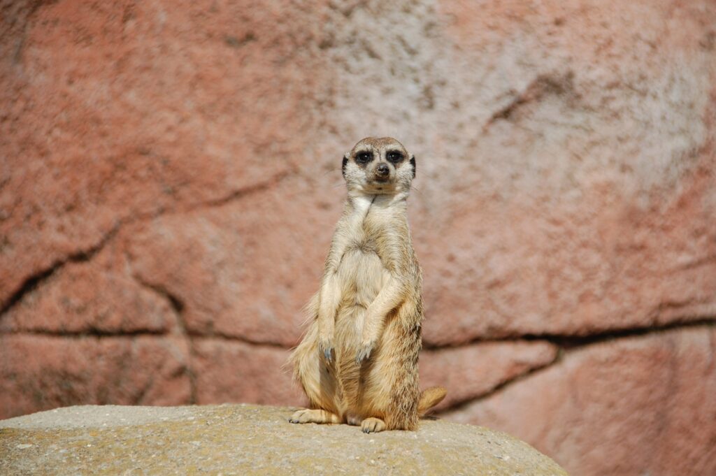 Endearing Upright Meerkat Wallpaper Against Natural Rock Background