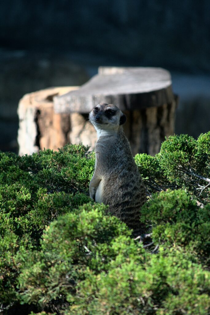 Curious Meerkat Among Green Bushes: Humorous Wildlife Wallpaper