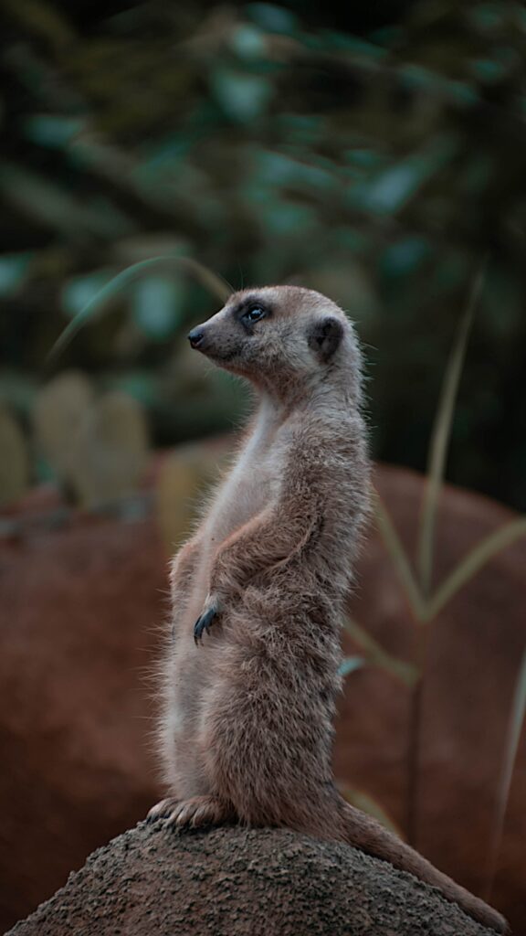 Charming Meerkat Profile Wallpaper Surrounded by Natural Greenery