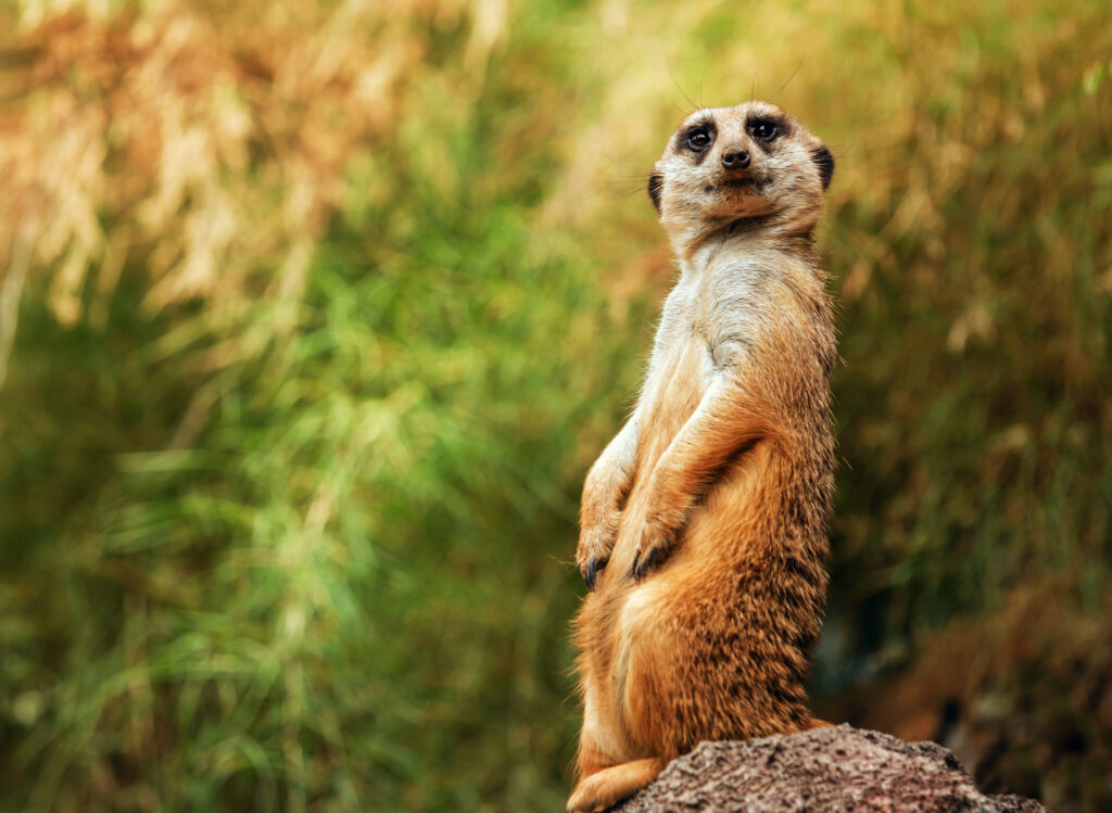 Humorous Meerkat Wallpaper: Charming View in Lush Greenery