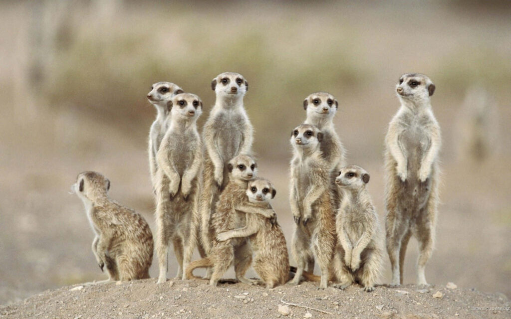 Charming Family of Meerkats on Sandy Mound - Warm Nature Background Wallpaper
