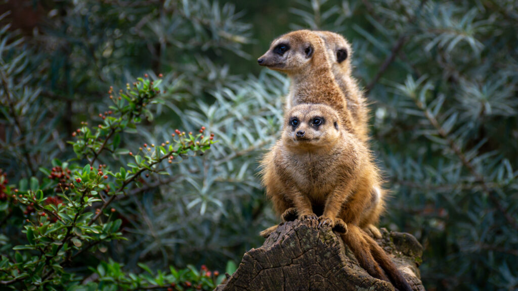 Charming Meerkats on Tree Stump - Captivating Nature Wallpaper