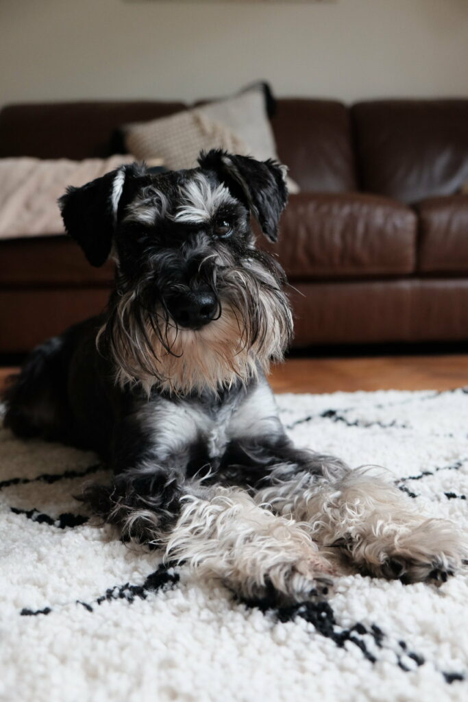 Charming Miniature Schnauzer Relaxing on Rug in Cozy Living Room Wallpaper