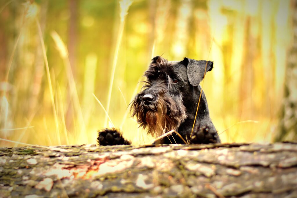 Charming Miniature Schnauzer Wallpaper: Playful Muzzle & Scenic Background