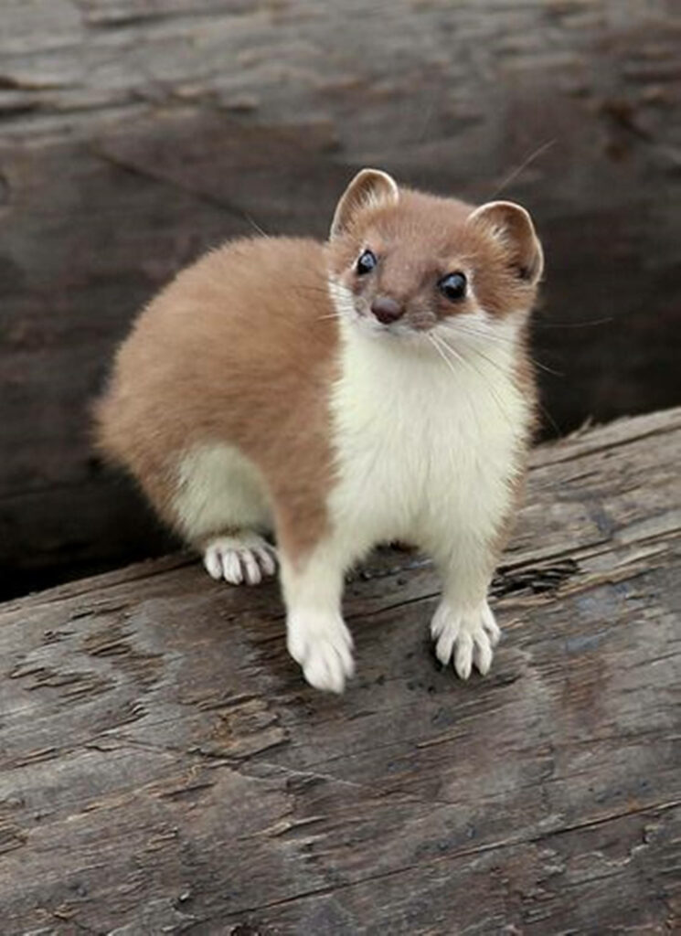 Charming Mink on Tree Bark - Rich Brown and White Wallpaper