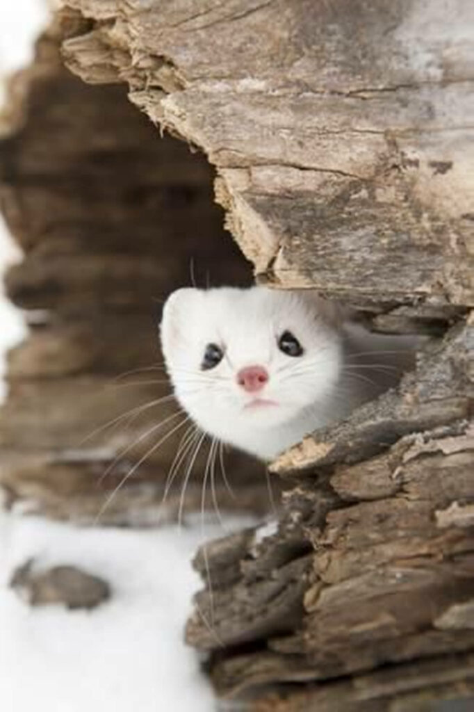 Adorable Mink Peeking from Logs - Charming Winter Wallpaper