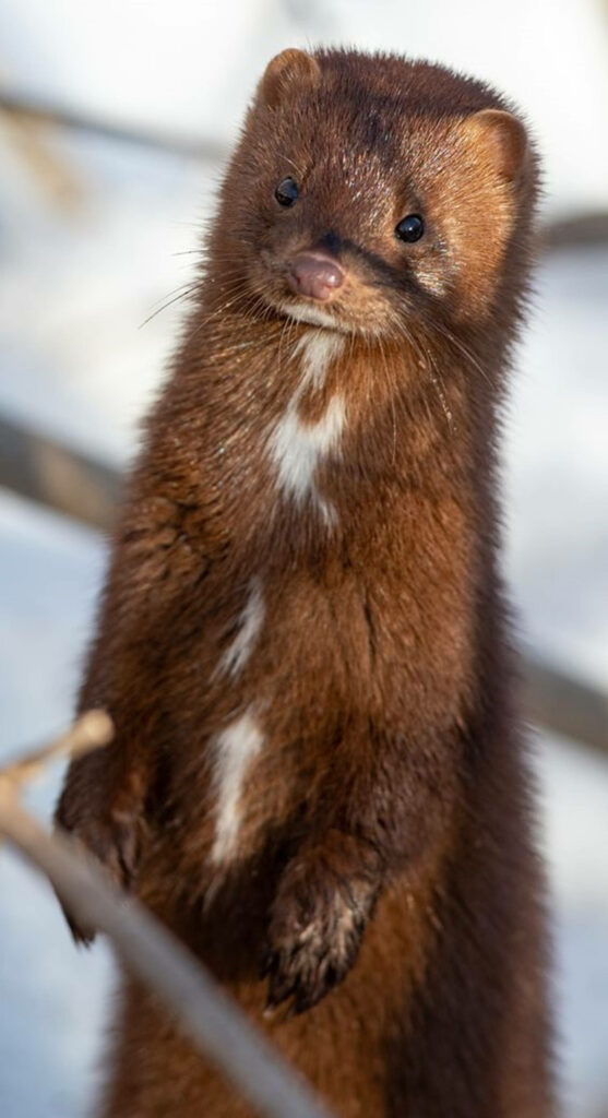 Charming Brown Mink Wallpaper: Captivating Fur & Curious Expression