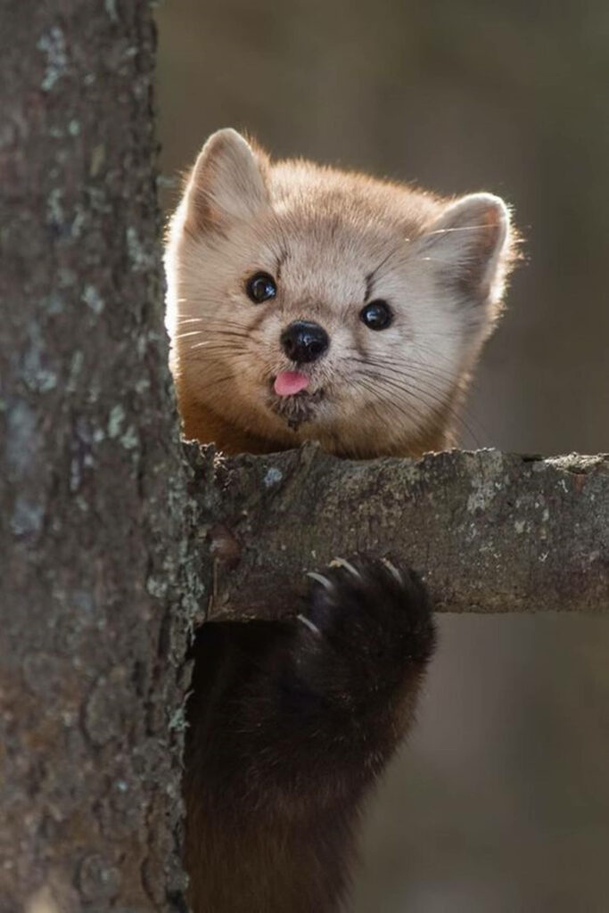 Whimsical Brown Mink Peeking from Tree - Charming Wallpaper Background