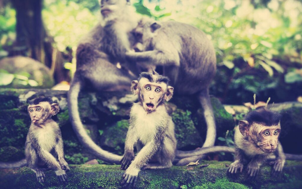 Charming Monkey Family Wallpaper in Lush Forest Setting - 1920x1200