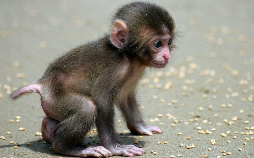 Charming Dark Brown Monkey Wallpaper on Textured Background