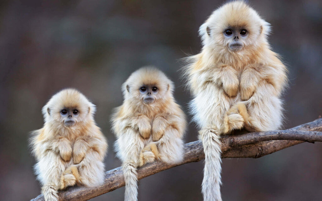 Charming Monkeys Perched on Twig - Heartwarming Wallpaper Background