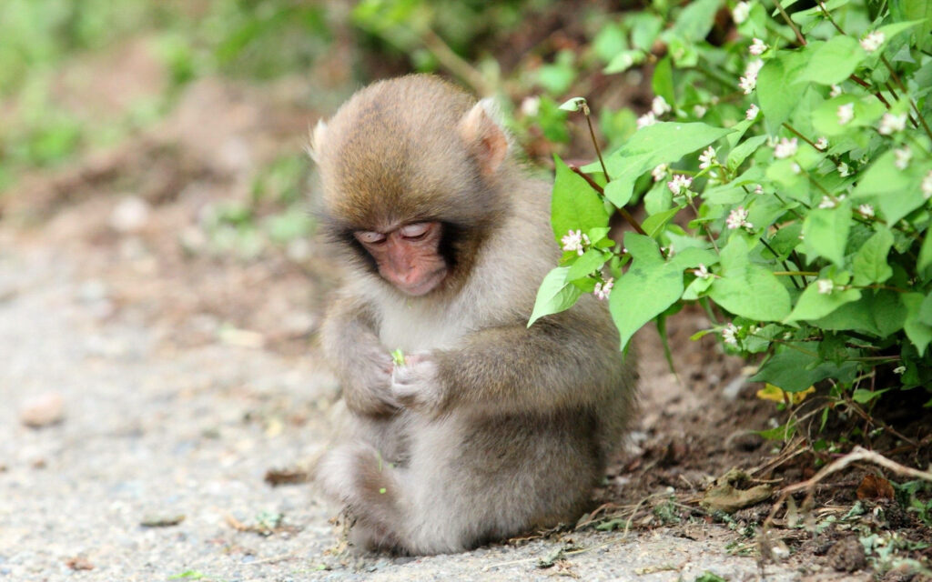 Charming Monkey Wallpaper: Cute Scene with Greenery & Blossoms