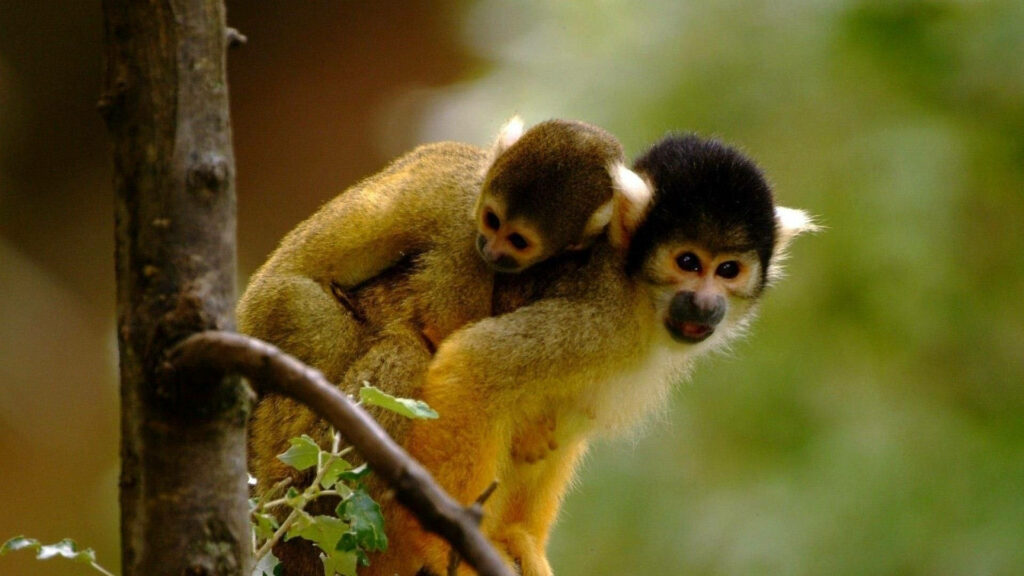 Heartwarming Mother Monkey and Baby Wallpaper in Lush Greenery