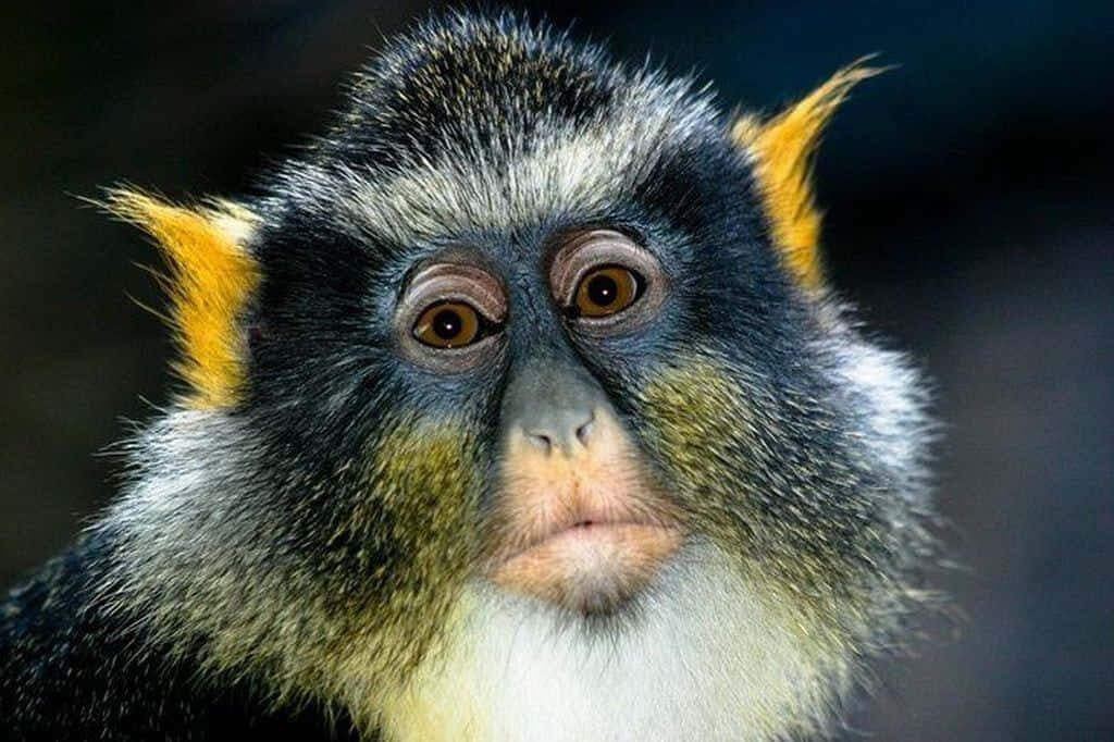 Charming Monkey Wallpaper: Bright Eyes & Playful Curiosity