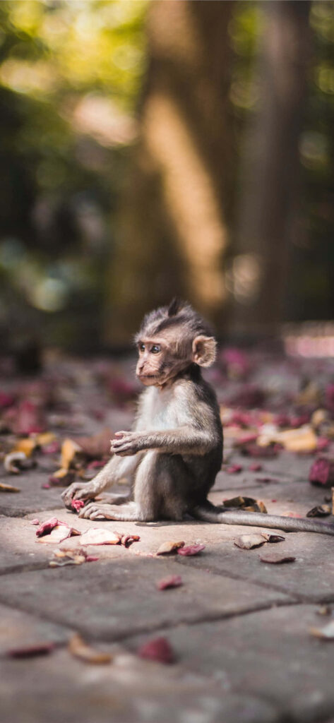 Charming Monkey Wallpaper Amid Colorful Leaves - Serene Nature Background