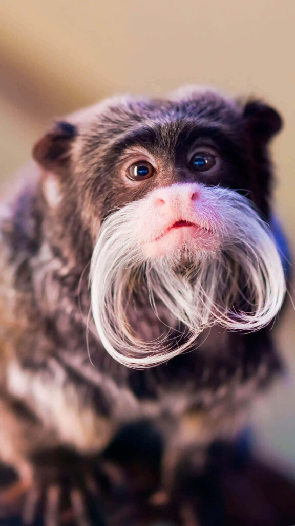 Adorable Monkey with White Mustache in Playful Nature Scene Wallpaper
