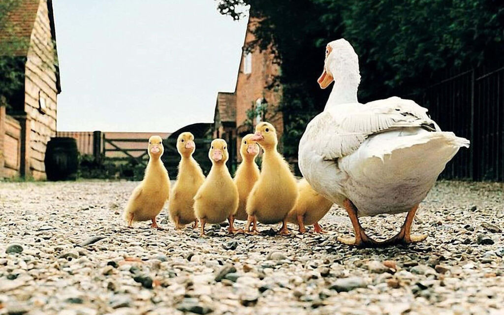 Charming Mother Duck and Ducklings on a Rustic Countryside Path Wallpaper