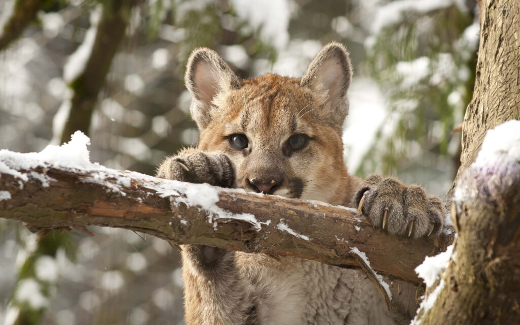 Charming Mountain Lion Cub on Snowy Tree Branch - Serene Background Wallpaper