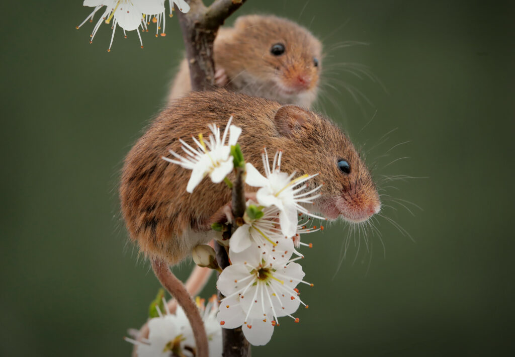 Charming Mouse Wallpaper: Serene Floral Background with Delicate Details