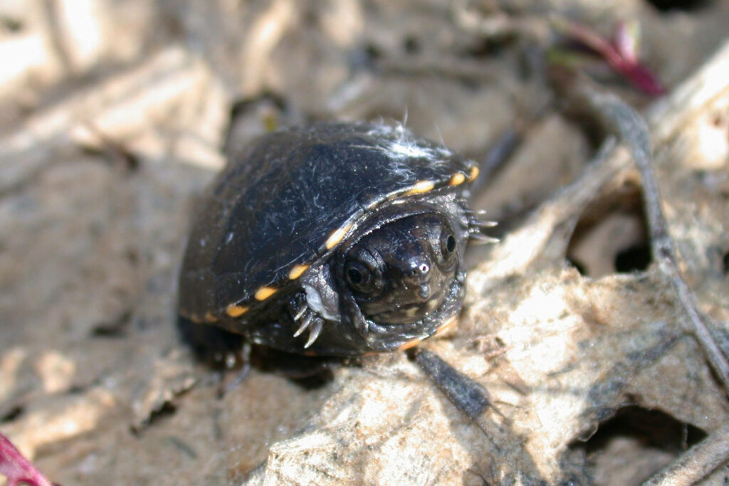 Charming Mud Turtle in Shell Against Earthy Background Wallpaper