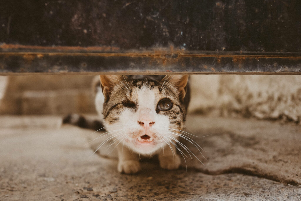 Charming One-Eyed Kitten Wallpaper: Curious & Resilient Charm