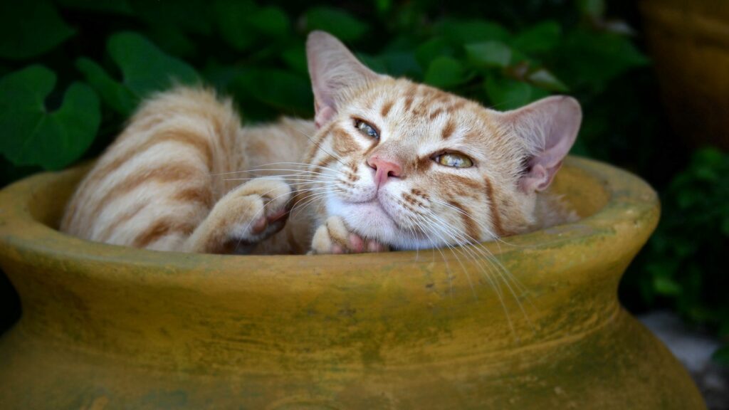 Cozy Striped Orange Cat in Pitcher - Serene 1920x1080 Wallpaper