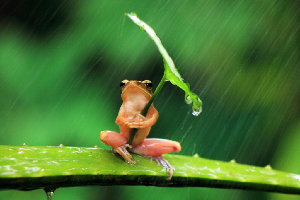 Charming Orange Frog on Green Branch with Leaf Umbrella Wallpaper