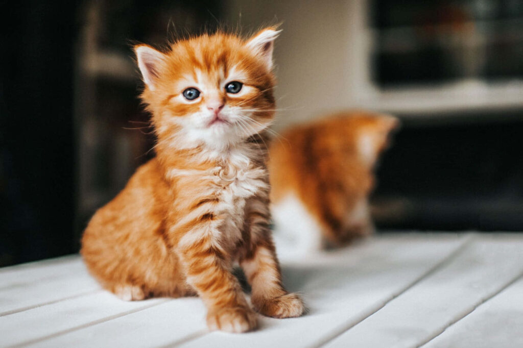 Charming Orange Kitten on Table: Adorable Fluff & Playful Scene Wallpaper