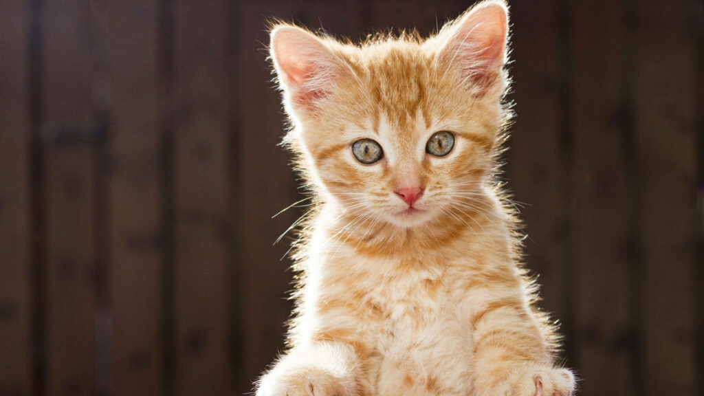 Adorable Orange Kitten Wallpaper - Cozy Sunlit Backyard Scene