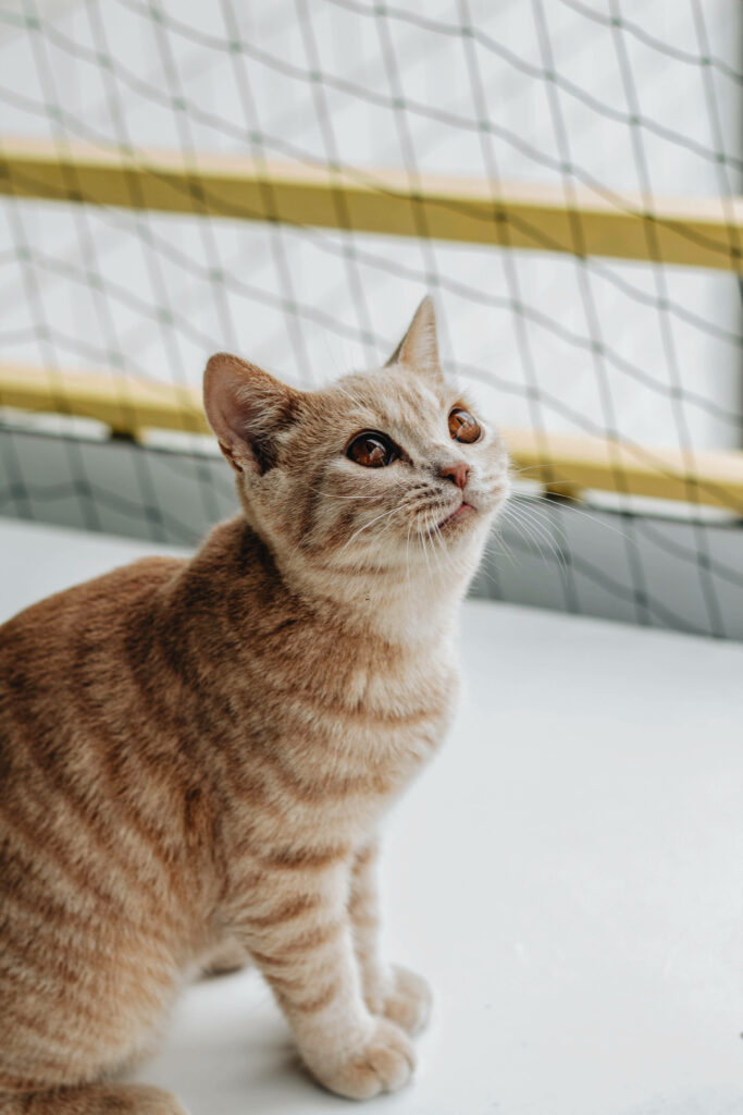 Charming Orange Tabby Kitten Wallpaper with Amber Eyes & Cozy Backdrop