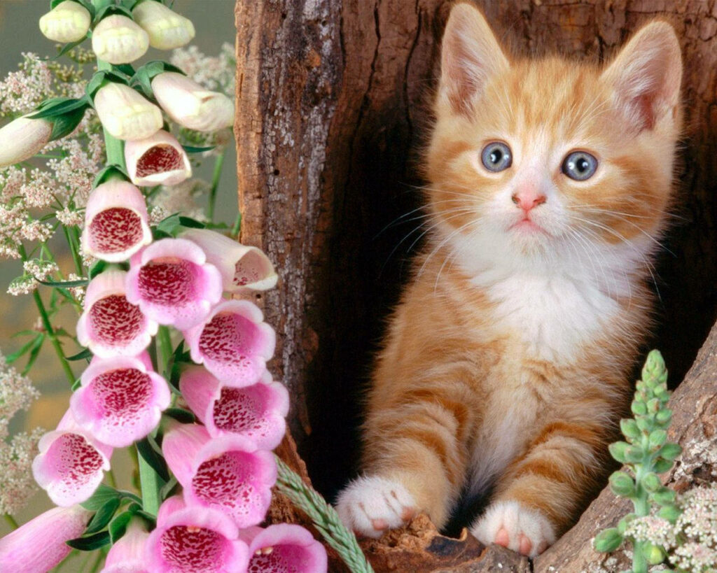 Charming Orange & White Kitten in Trunk - Floral Wallpaper Background