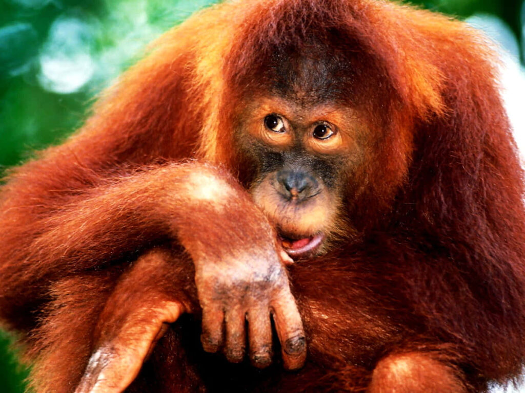 Charming Orangutan with Red Hair Against Lush Green Background Wallpaper