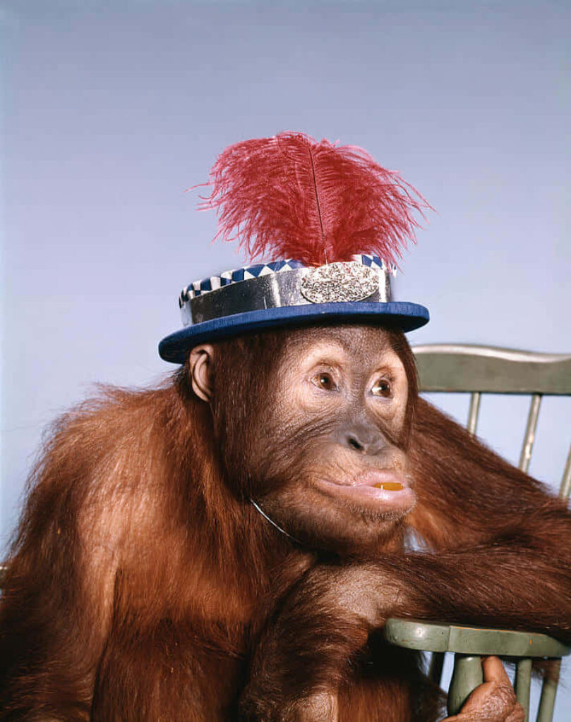 Whimsical Orangutan Wallpaper: Playful Hat & Humor for Fun Spaces