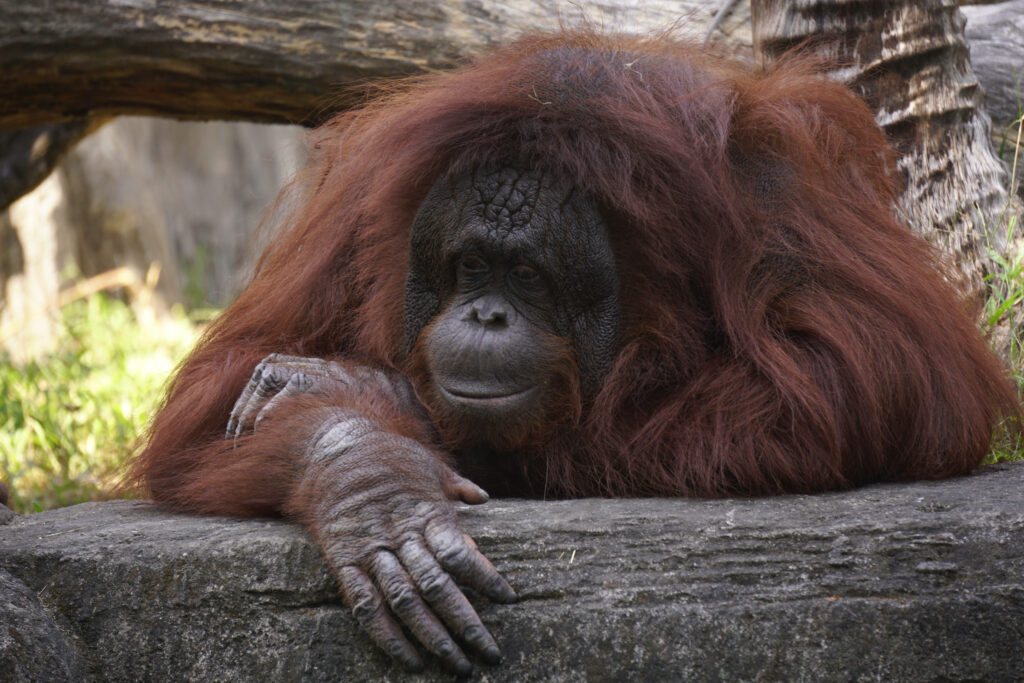 Amusing Orangutan Wallpaper: Relaxed & Charming Background Image