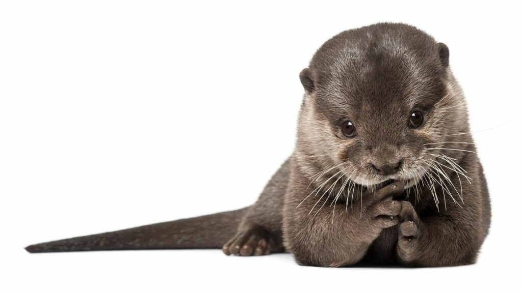 Charming Otter Wallpaper: Adorable Nature Background (1920x1080)