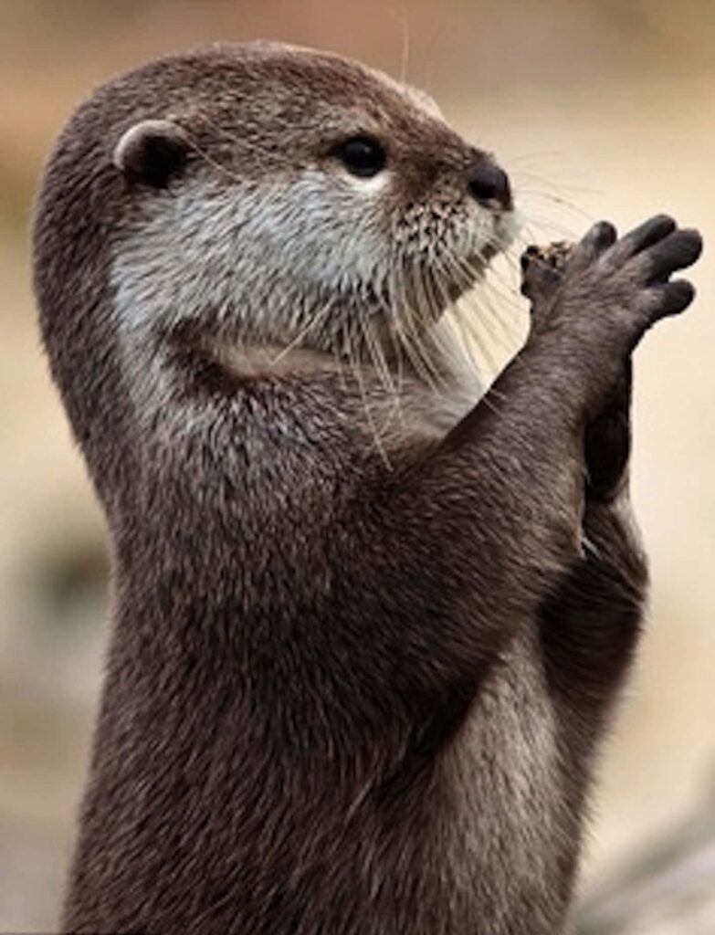 Charming Upright Otter Wallpaper with Detailed Fur and Hands