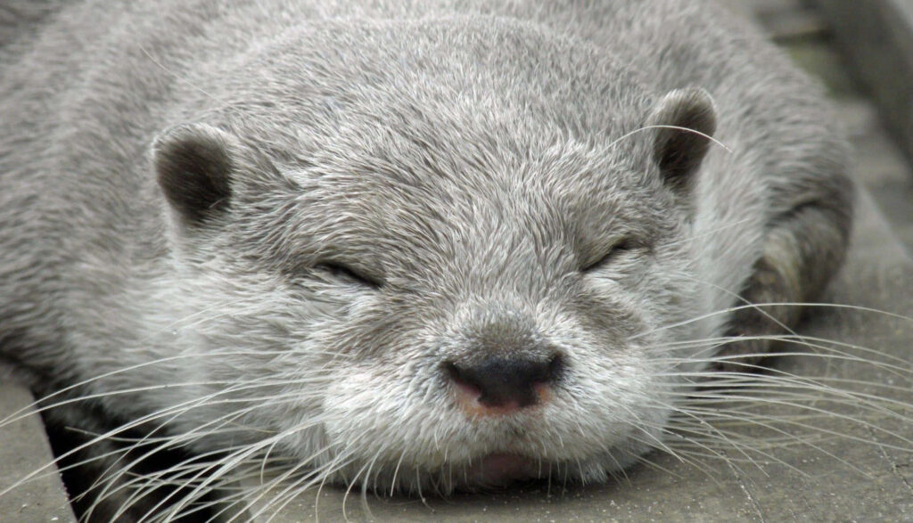 Charming Otter Wallpaper: Serene Sleeping Fur Close-Up