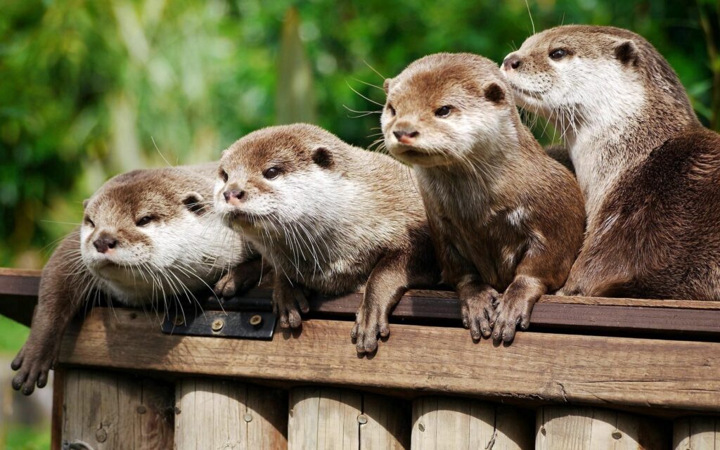 Adorable Otters Basking on Logs: Nature's Delightful Wallpaper
