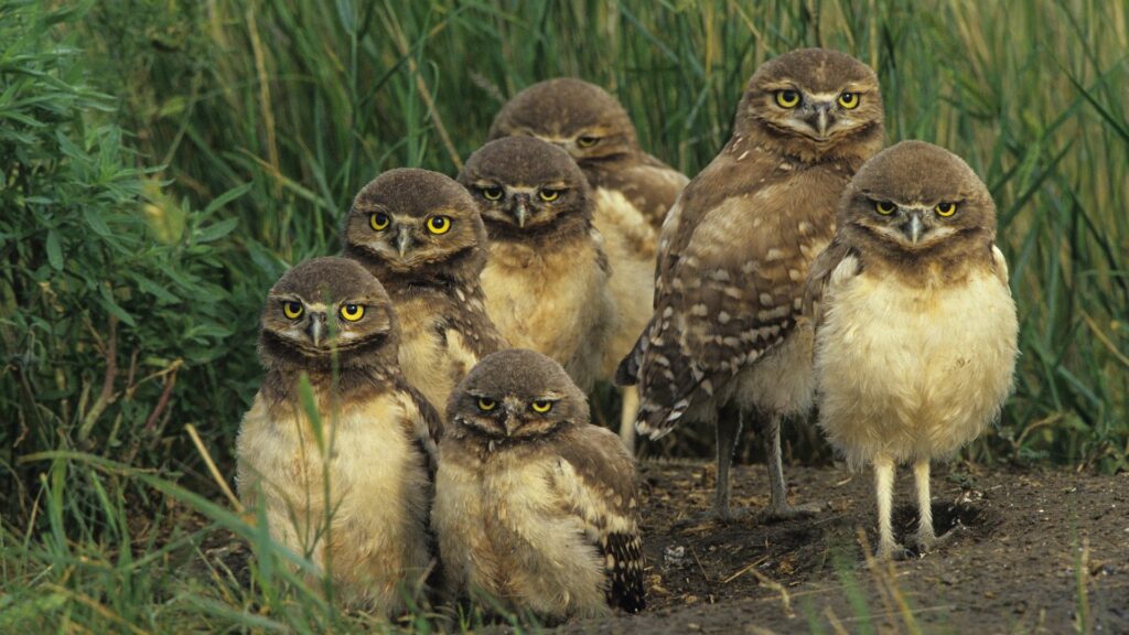 Charming Owl Wallpaper: Yellow-Eyed Owls on Lush Grass Background