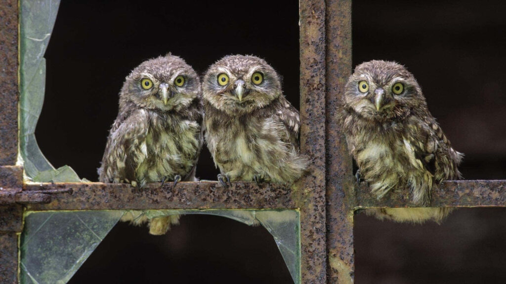 Charming Owl Wallpaper: Adorable Western Owls on Rustic Window