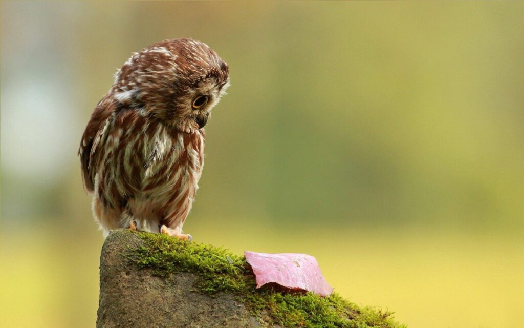 Serene Autumn Owl on Mossy Stone – Nature Background Wallpaper