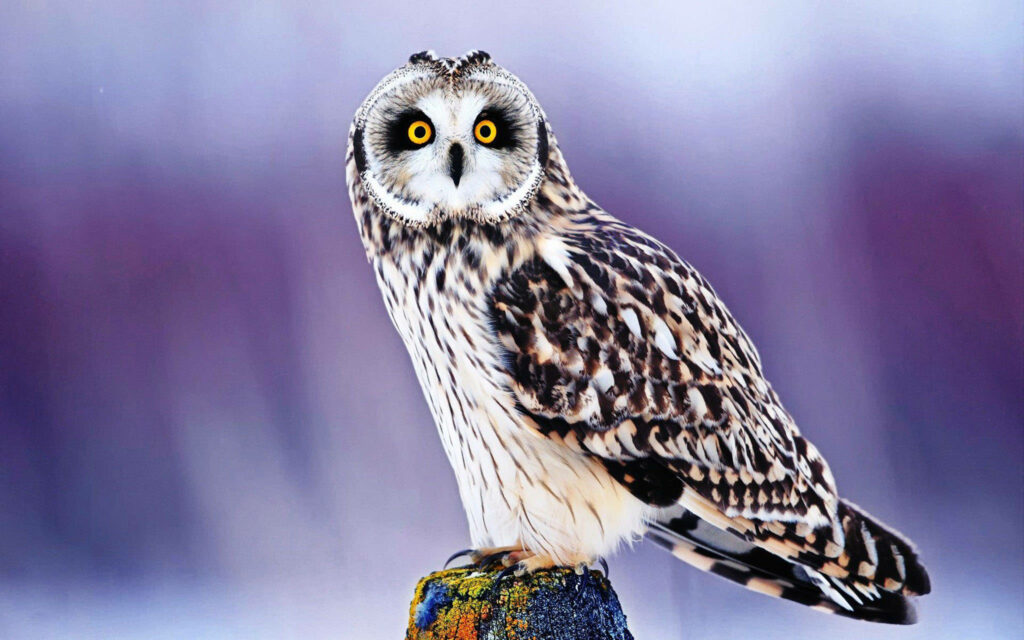 Charming Owl Wallpaper: Colorful Post & Soft Blurred Background